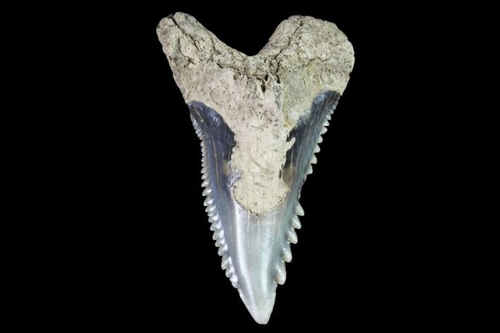 Hemipristis Shark Tooth Fossil - Virginia #96695